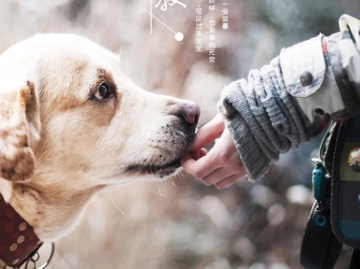 今生请多指教纪录片海报 今生请多指教纪录片海报